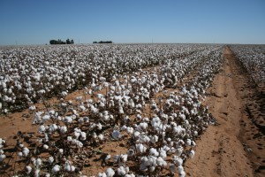 Cotton_field,_West_Texas