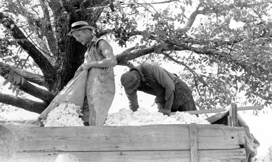 Elvin Lawrence and unnamed man load cotton on a nearly-full wagon.